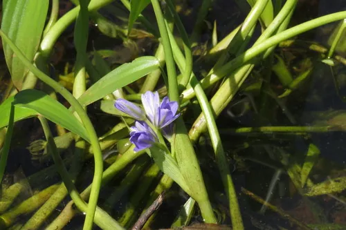 pickerel weed (Monochoria vaginalis), photograph