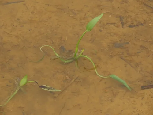 Pickerel Weed (Monochoria vaginalis), photograph