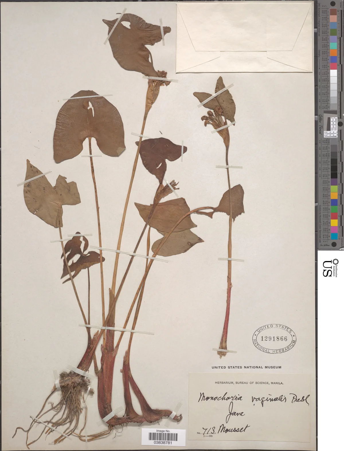 Pickerel Weed (Monochoria vaginalis), photograph