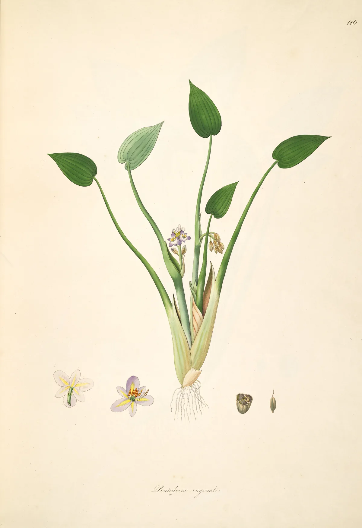 Pickerel Weed (Monochoria vaginalis), botanical illustration