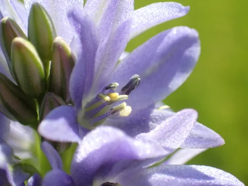 Photo: no rights reserved · cc0 · via iNaturalist Pickerel Weed (Monochoria vaginalis), photograph