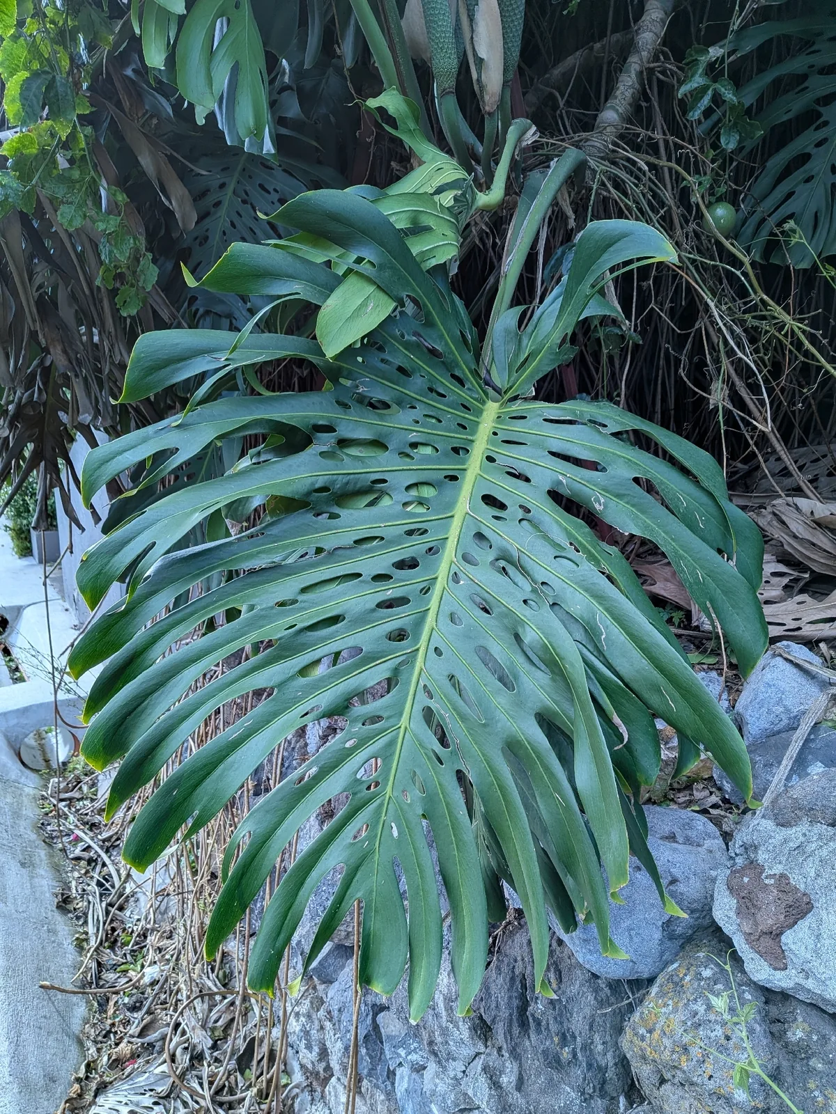 Photo: Mustapha, via iNaturalist · CC BY · via GBIF monstera (Monstera deliciosa), photograph