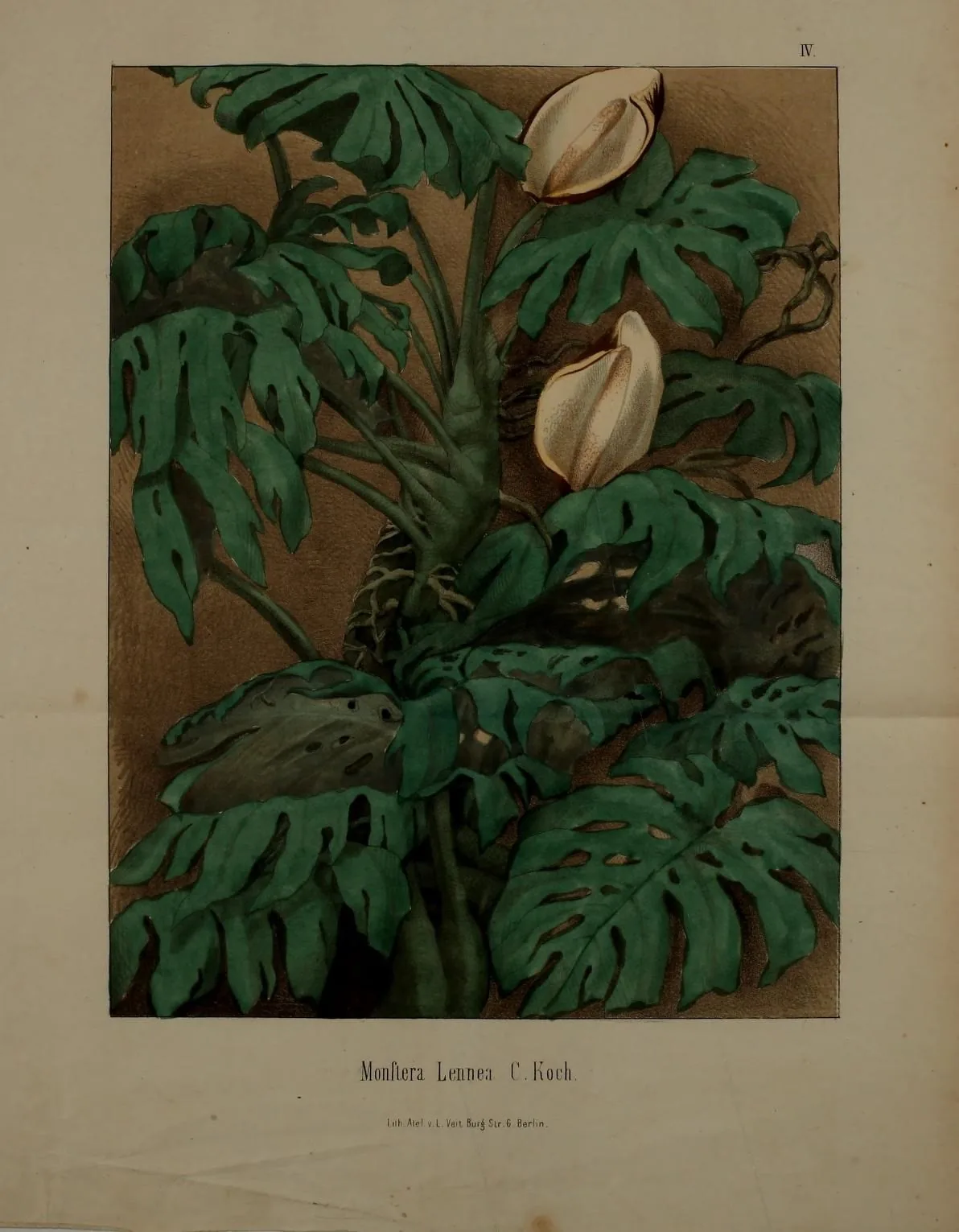 Monstera (Monstera deliciosa), botanical illustration
