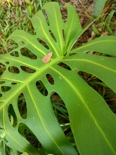 Monstera (Monstera deliciosa), photograph