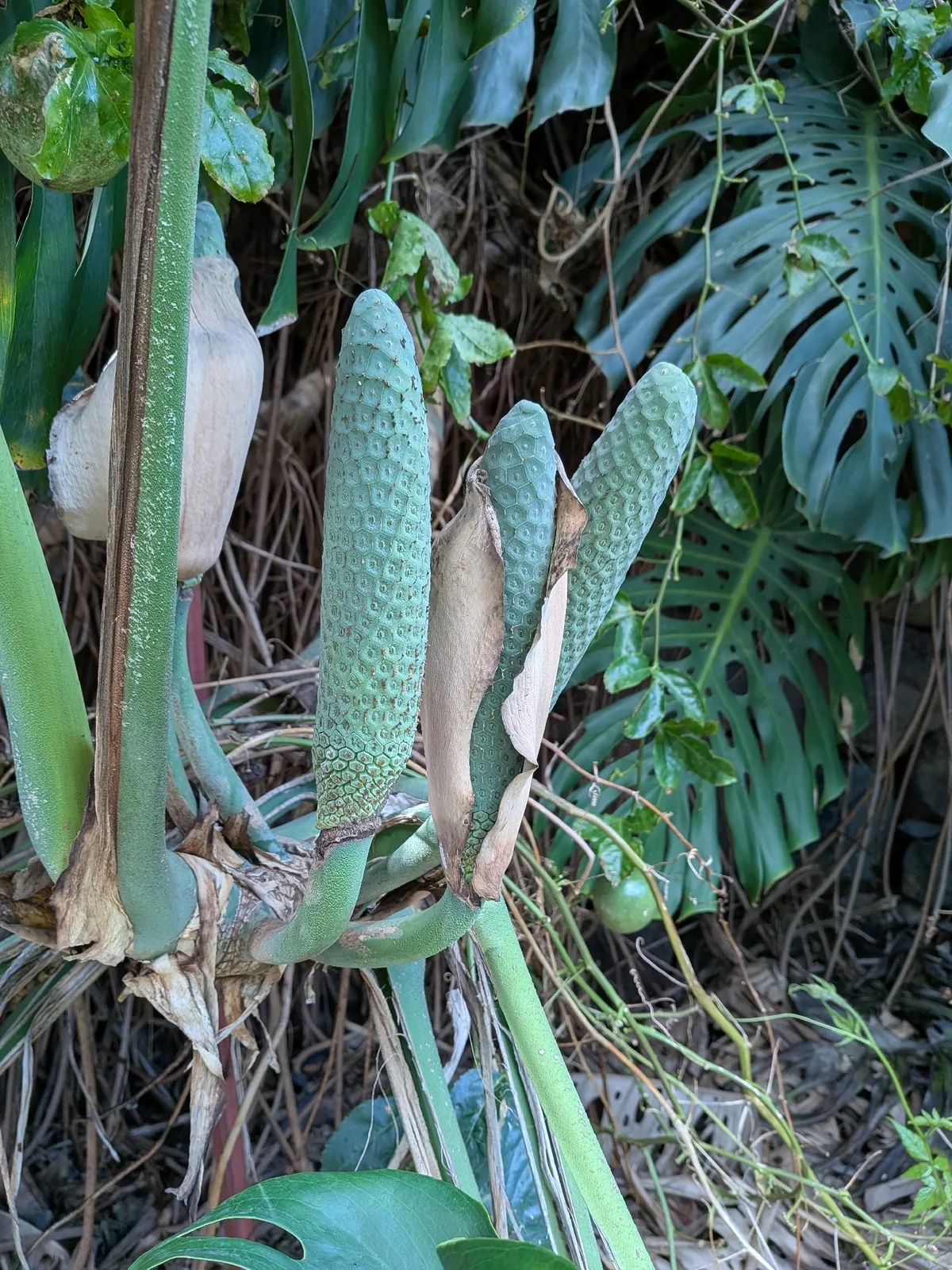 Monstera (Monstera deliciosa), photograph