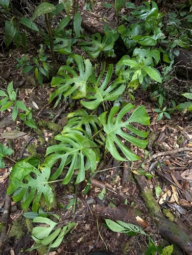 Photo: (c) Trevor Van Loon, some rights reserved (CC BY) · cc-by · via iNaturalist Monstera (Monstera deliciosa), photograph