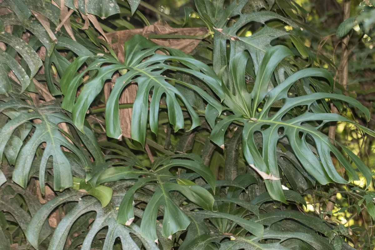 Monstera (Monstera deliciosa), photograph
