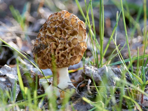 morel (Morchella esculenta), photograph
