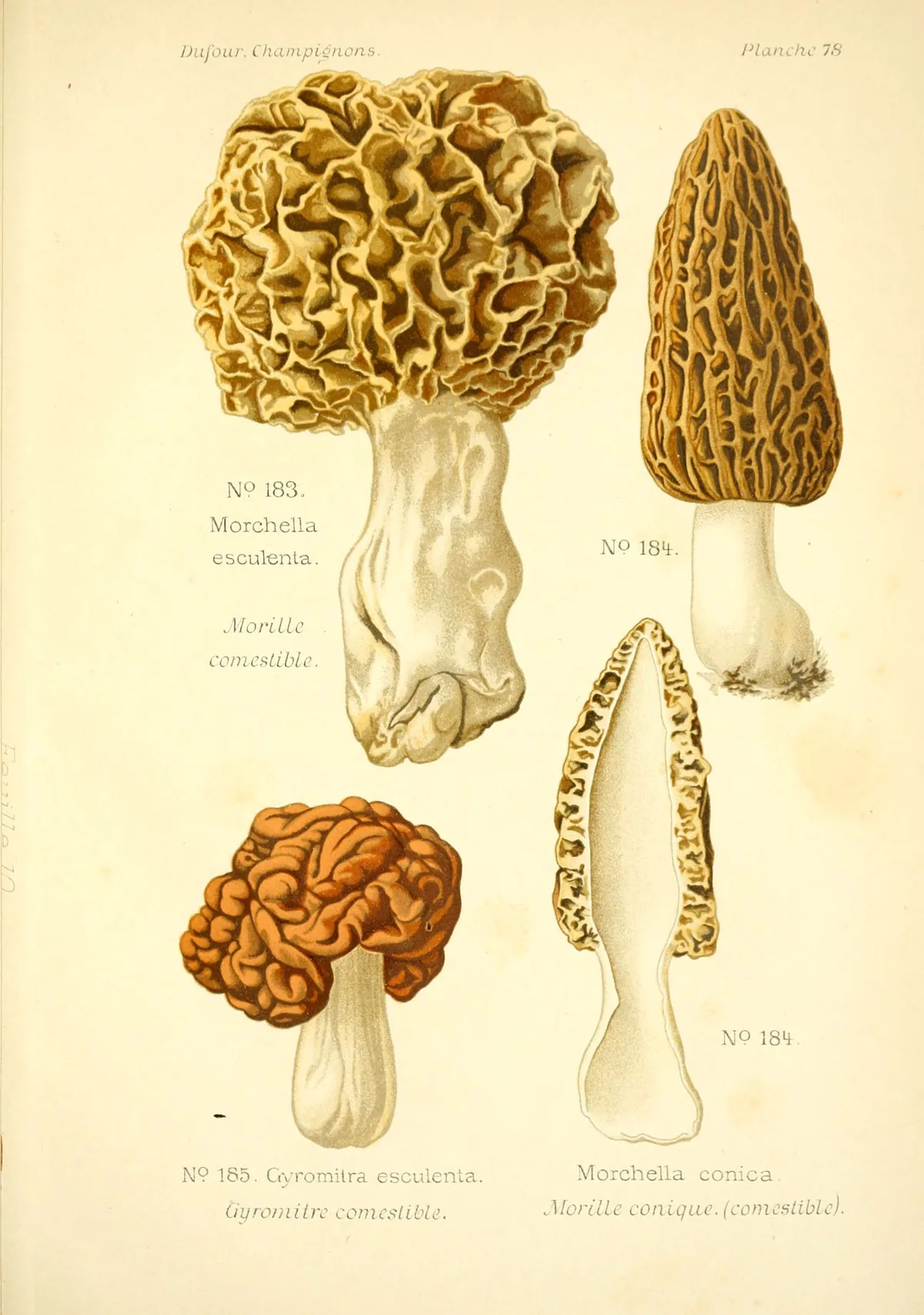 Morel (Morchella esculenta), botanical illustration