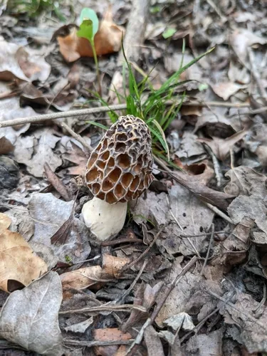 Morel (Morchella esculenta), photograph