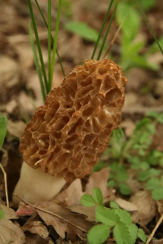 Photo: no rights reserved · cc0 · via iNaturalist Morel (Morchella esculenta), photograph