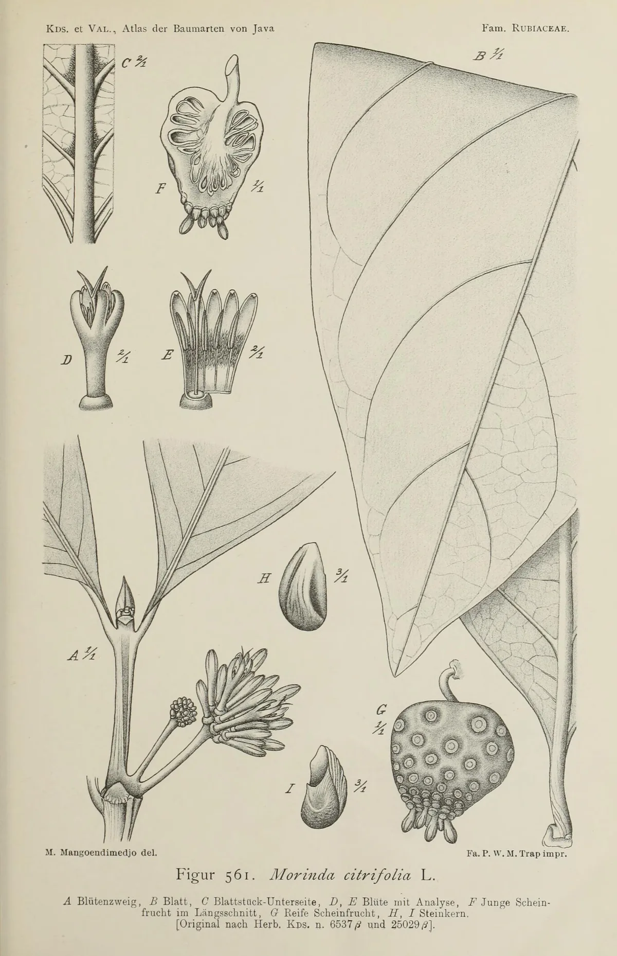 awl tree (Morinda citrifolia), botanical illustration