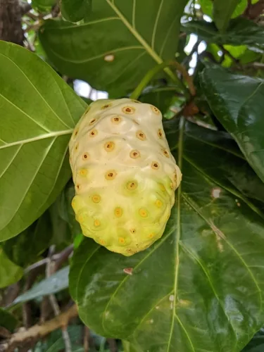 awl tree (Morinda citrifolia), photograph