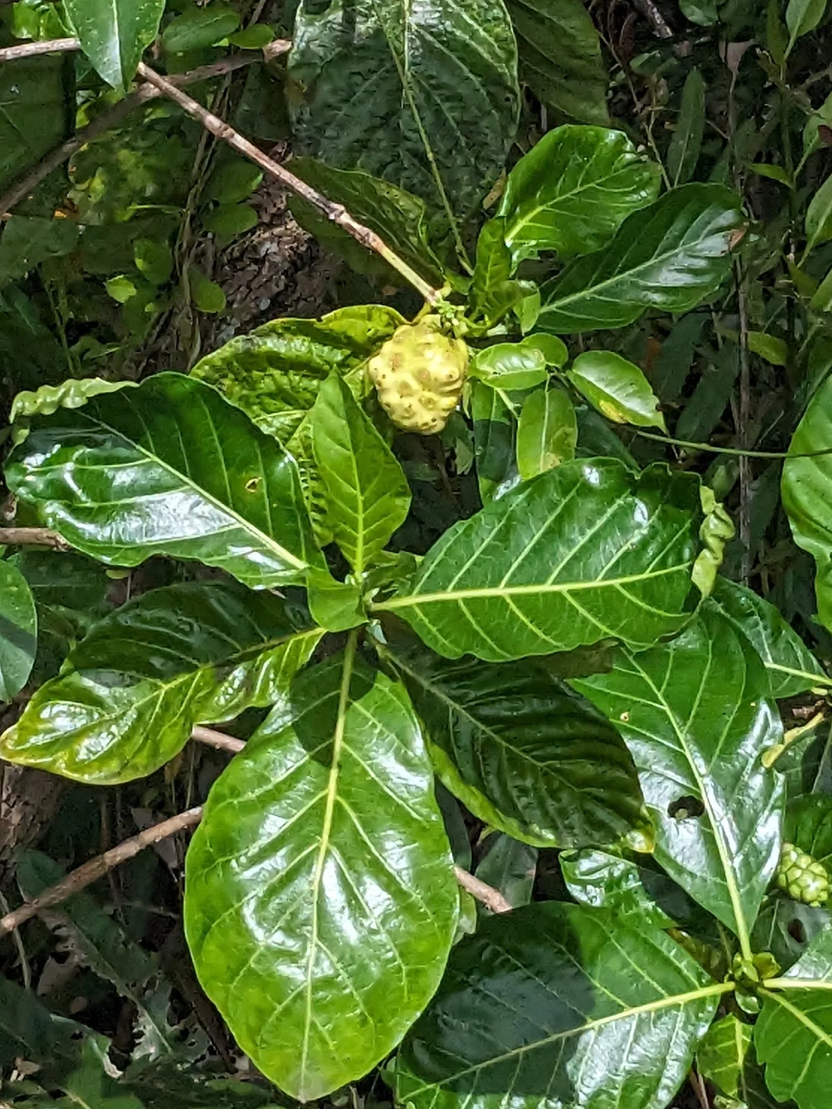 awl tree (Morinda citrifolia), photograph