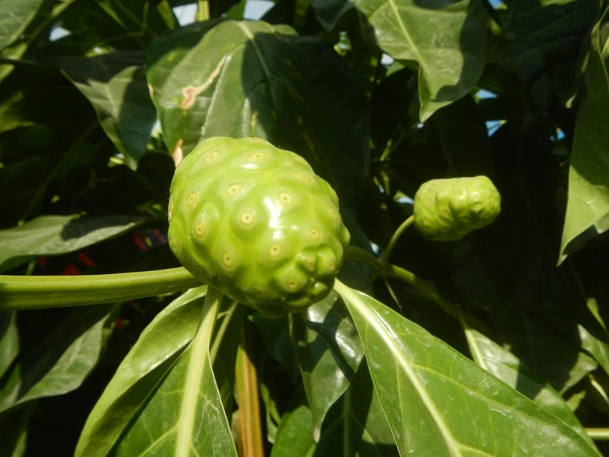 awl tree (Morinda citrifolia), photograph
