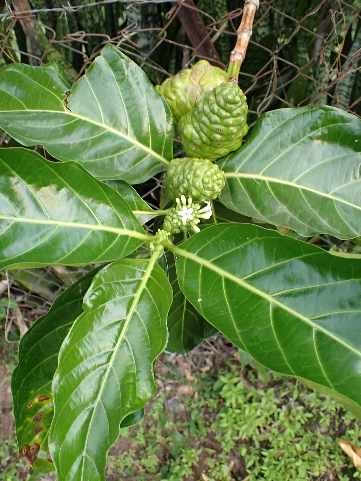 Photo: Pierre Cartier, via iNaturalist · CC0 · via GBIF awl tree (Morinda citrifolia), photograph