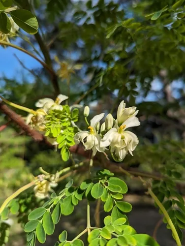 moringa (Moringa oleifera), photograph