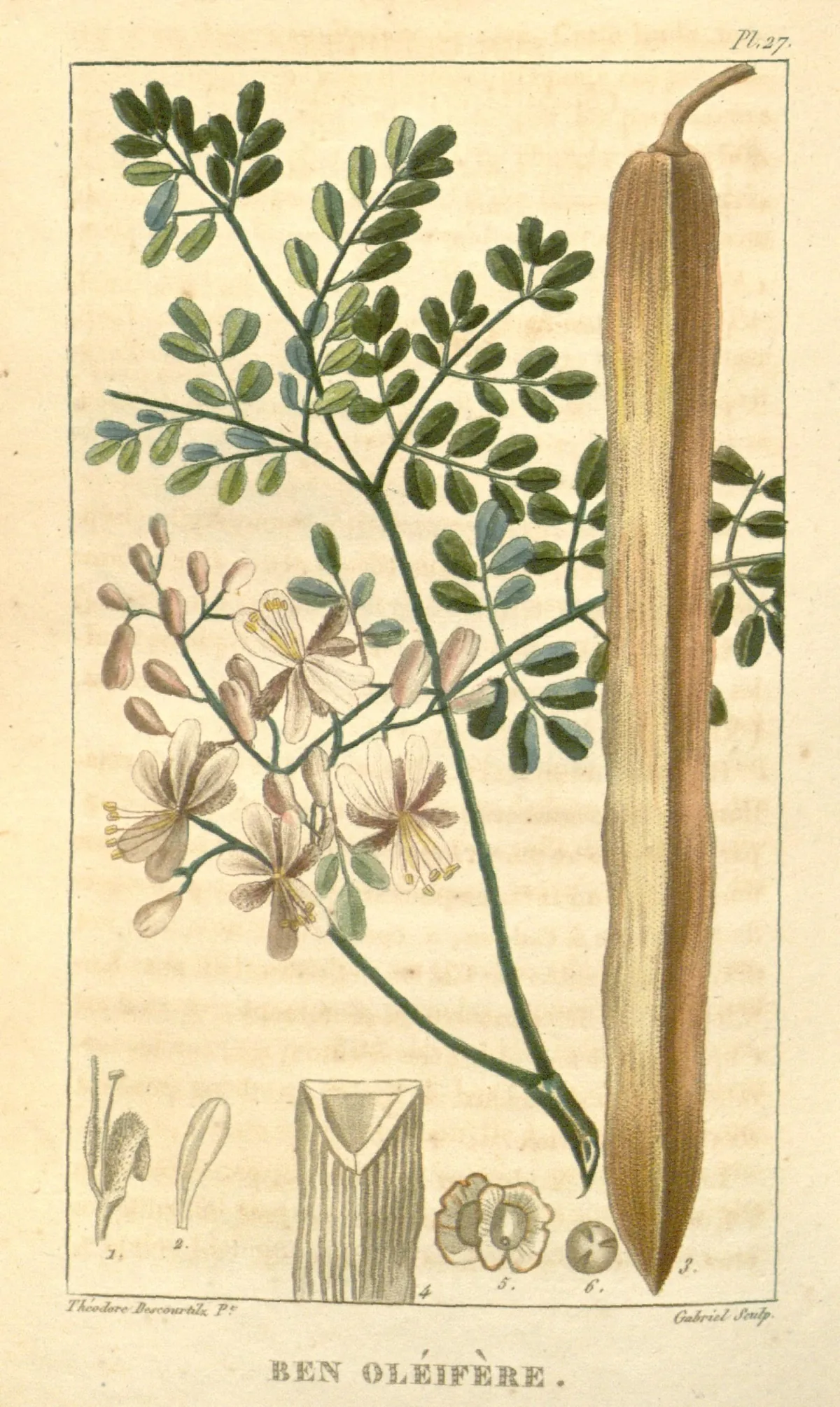 moringa (Moringa oleifera), botanical illustration