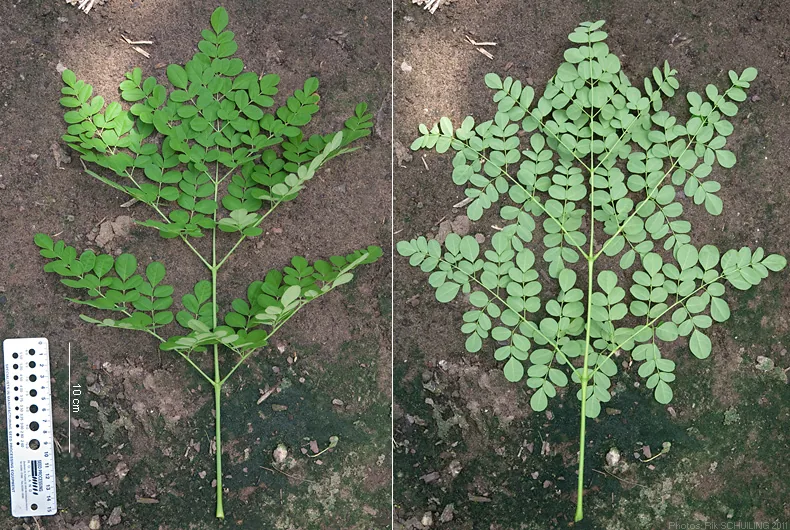 moringa (Moringa oleifera), photograph