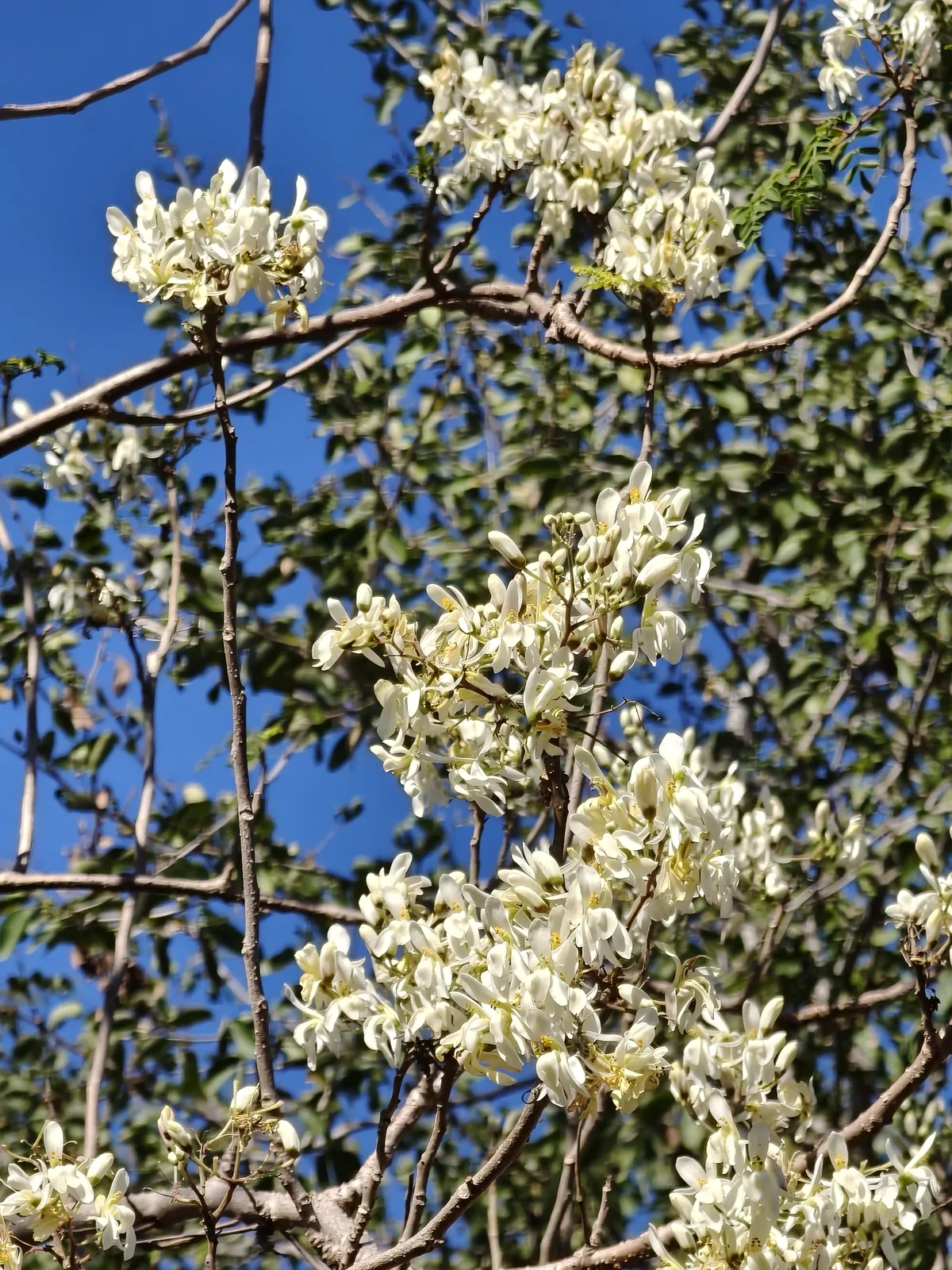 moringa (Moringa oleifera), photograph