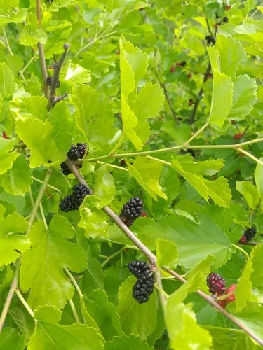 white mulberry (Morus alba), photograph