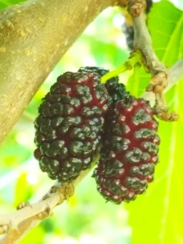 white mulberry (Morus alba), photograph