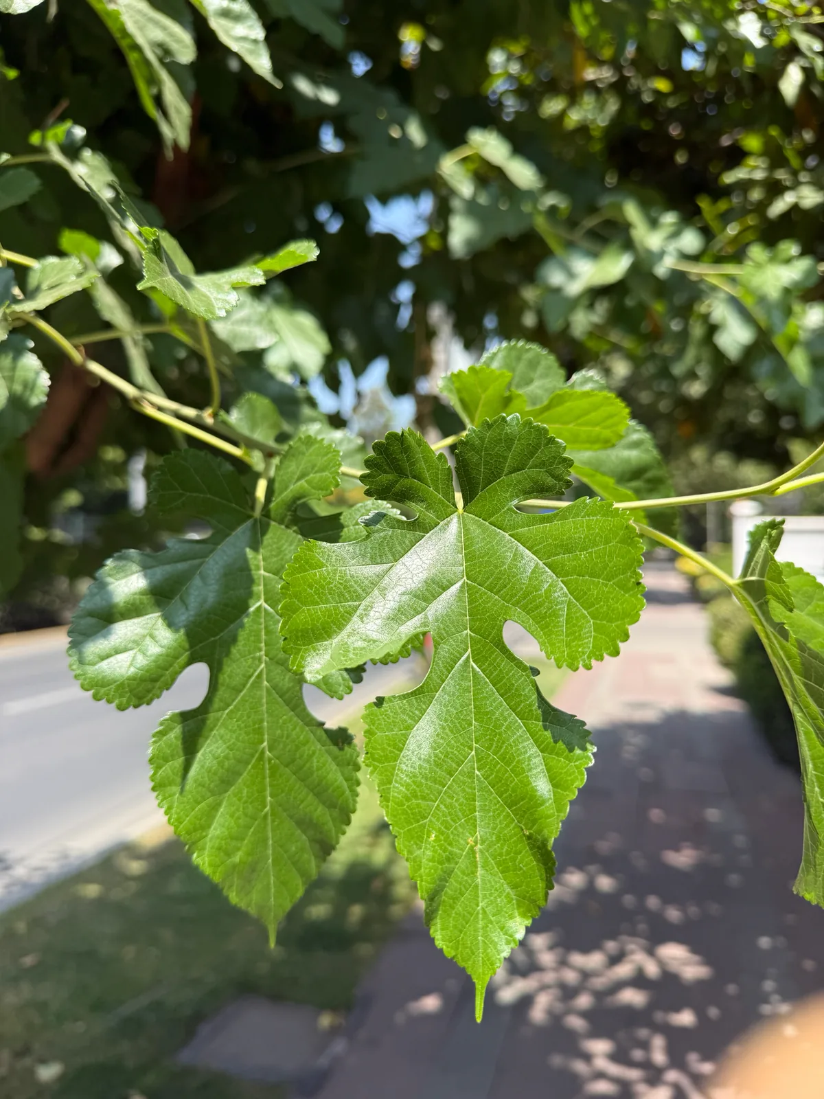 white mulberry (Morus alba), photograph