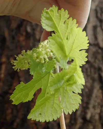 white mulberry (Morus alba), photograph