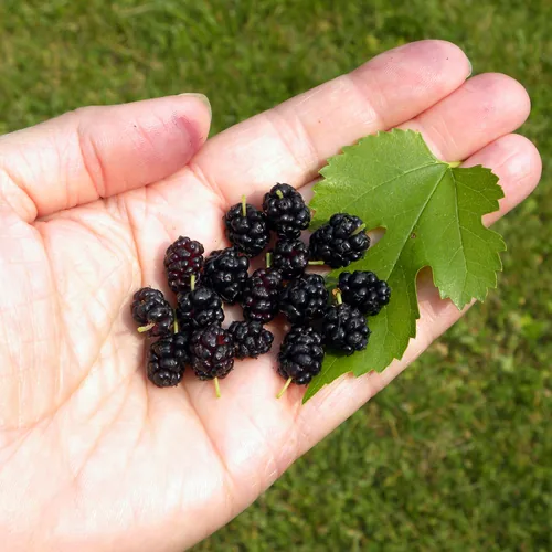 Photo: (c) M. Whitson, some rights reserved · CC BY · via iNaturalist white mulberry (Morus alba), photograph