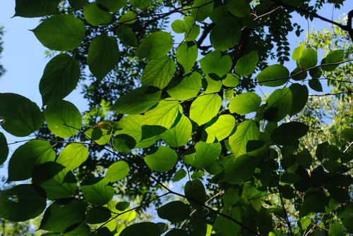 Mulberry (Morus rubra), photograph