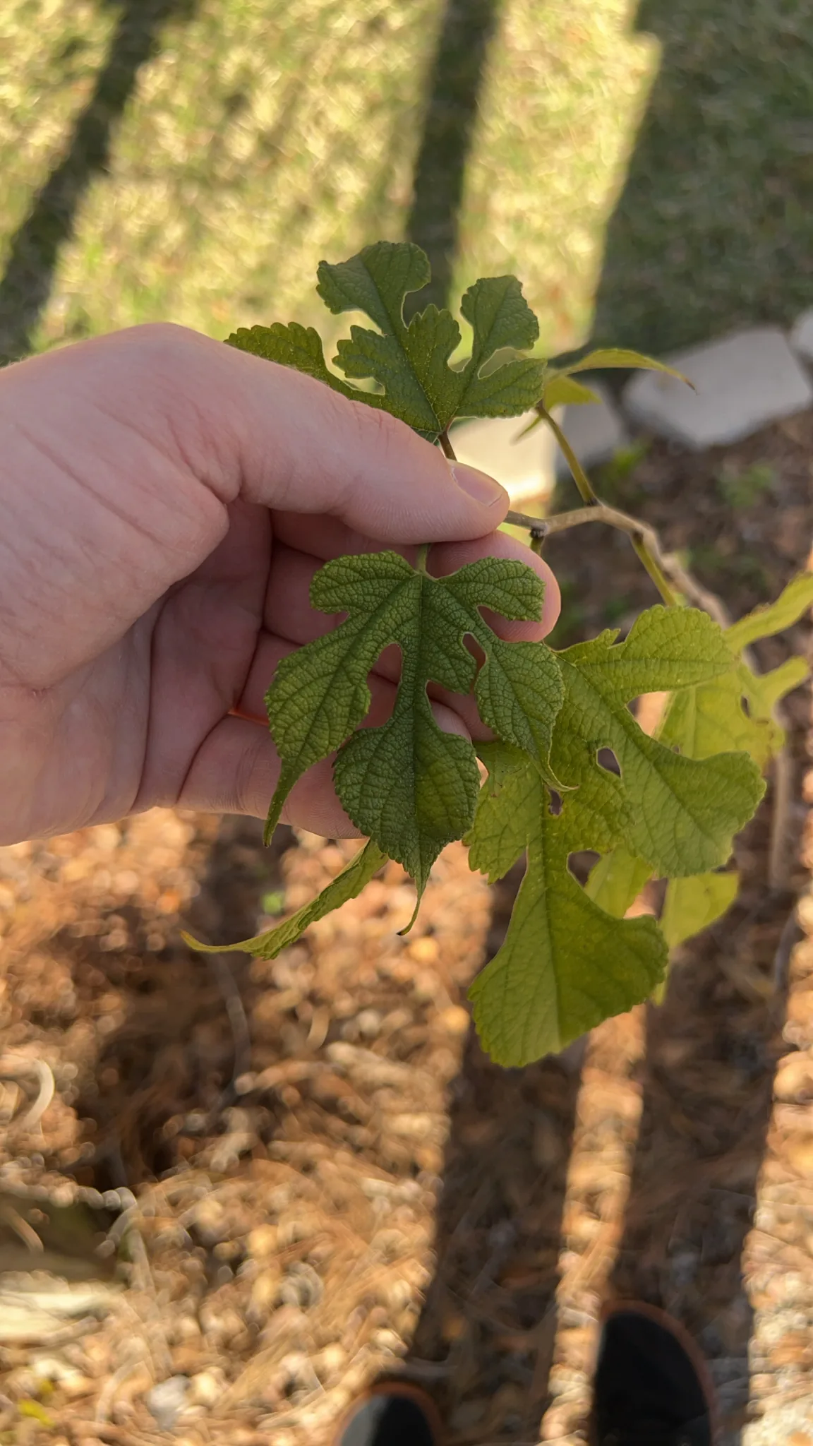 Mulberry (Morus rubra), photograph