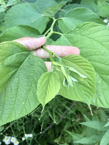 Mulberry (Morus rubra), photograph