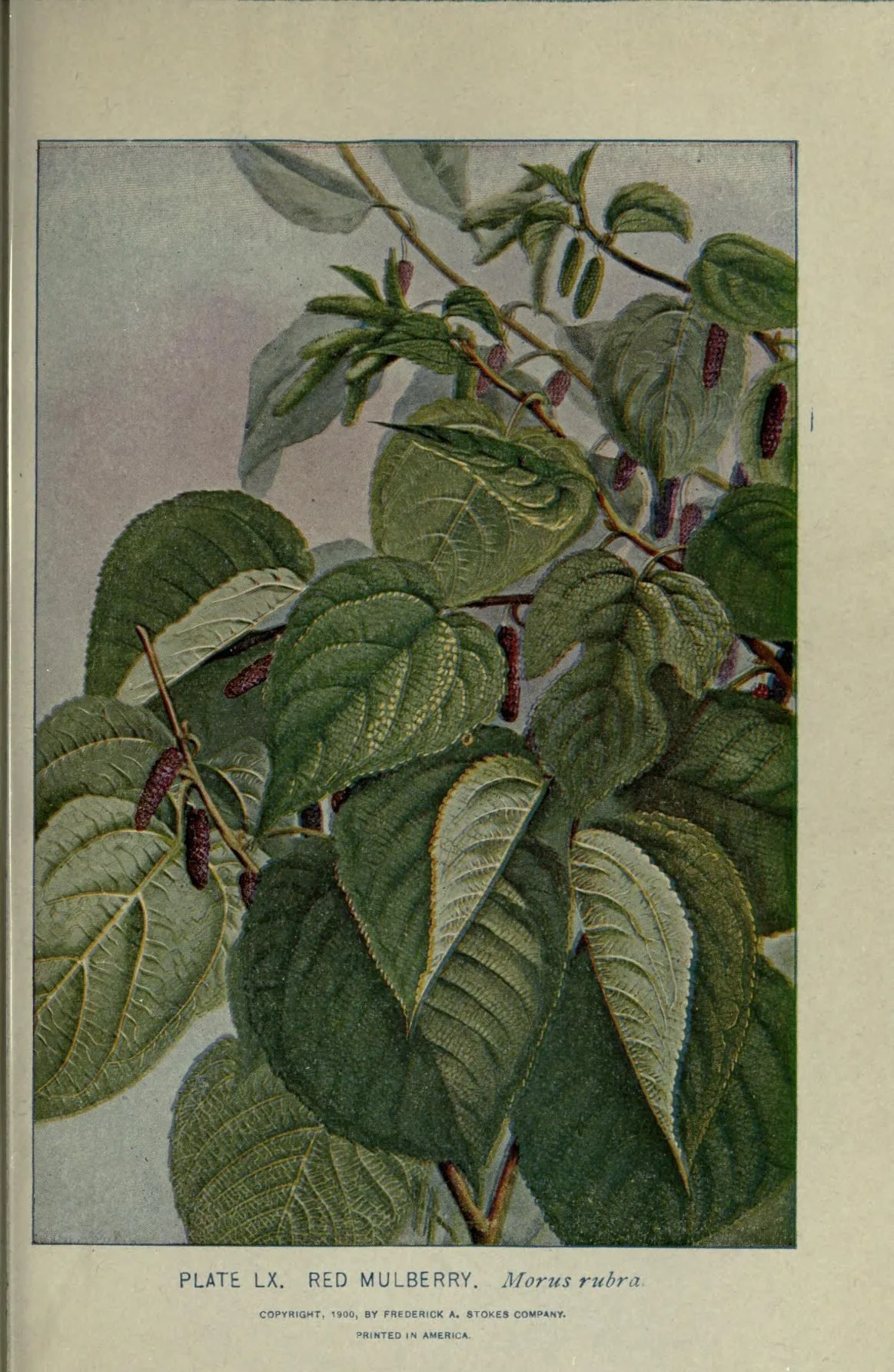 Mulberry (Morus rubra), botanical illustration