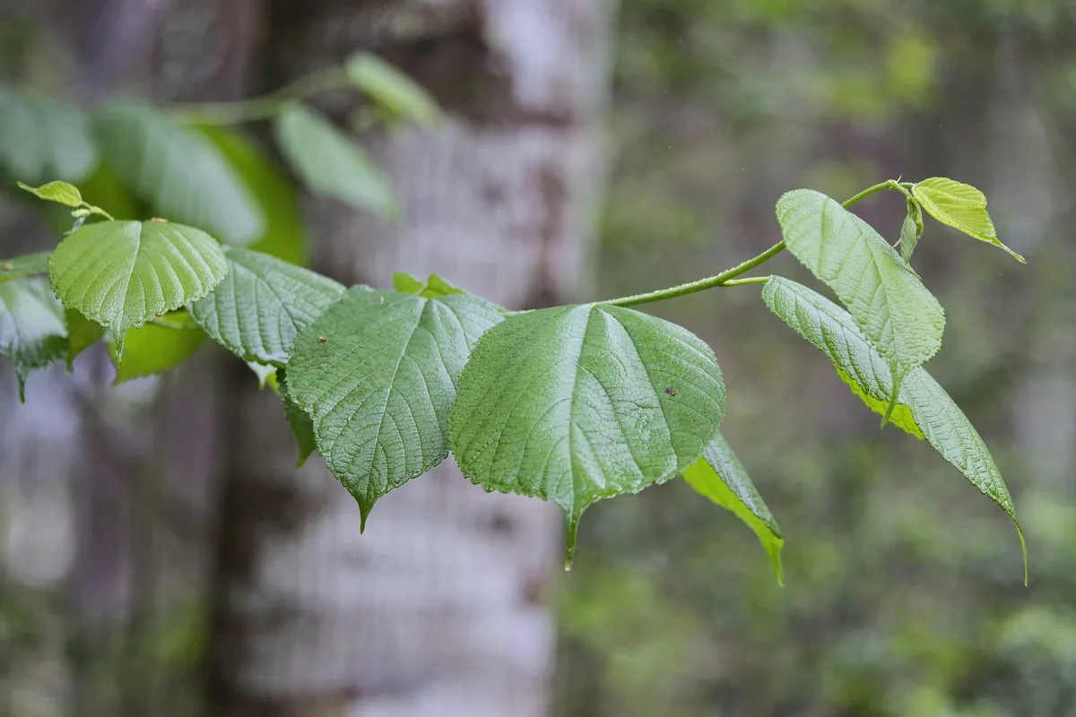 Mulberry (Morus rubra), photograph