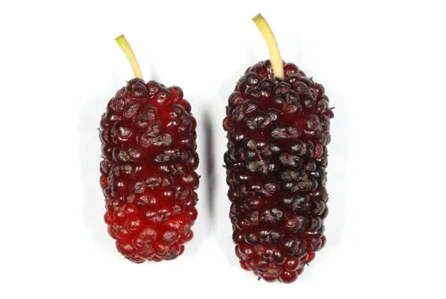 mulberry (Morus rubra), photograph