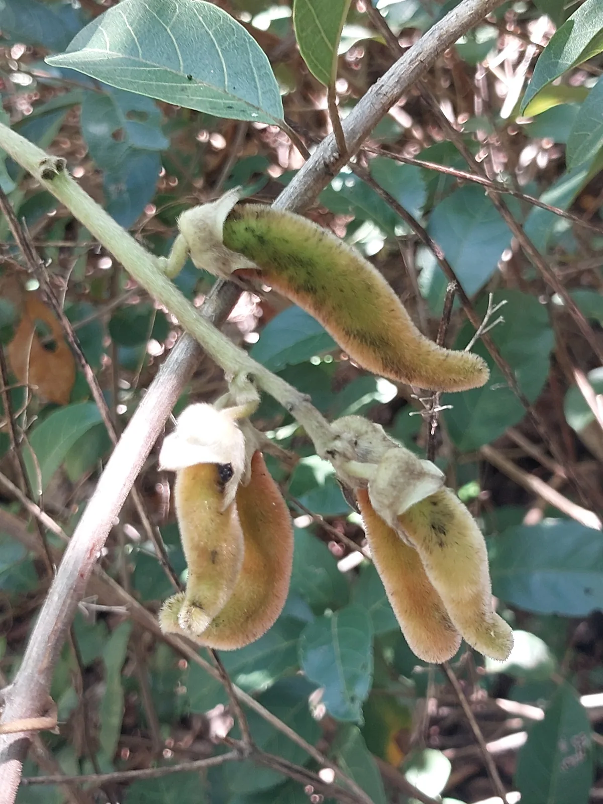 Velvet Bean (Mucuna pruriens), photograph
