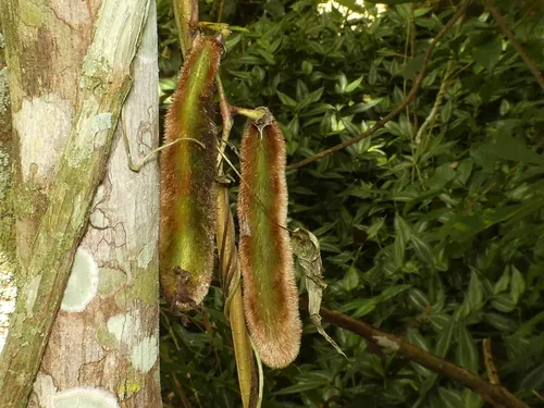 Velvet Bean (Mucuna pruriens), photograph