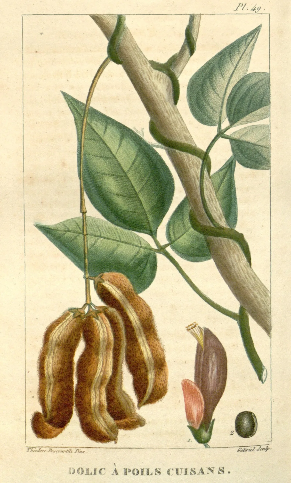 Velvet Bean (Mucuna pruriens), botanical illustration