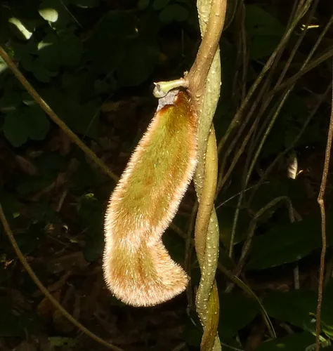 Photo: (c) Helio Lourencini, some rights reserved (CC BY) · cc-by · via iNaturalist Velvet Bean (Mucuna pruriens), photograph