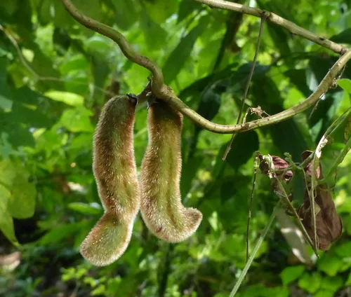 velvet bean (Mucuna pruriens), photograph