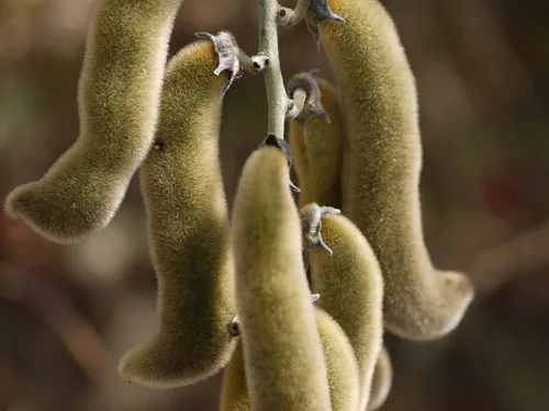 Velvet Bean (Mucuna pruriens), photograph