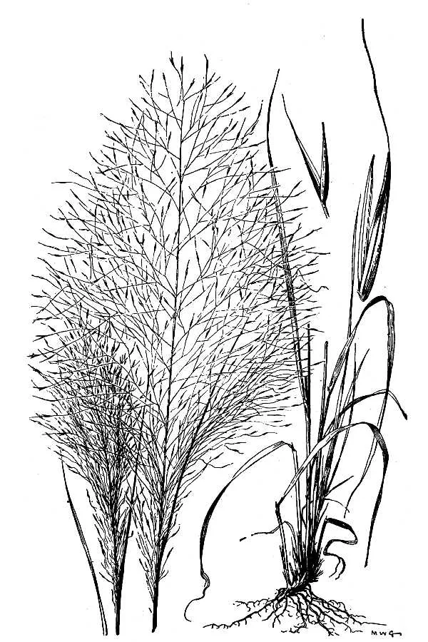 Pink Muhly Grass (Muhlenbergia capillaris), botanical illustration