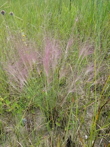 Pink Muhly Grass (Muhlenbergia capillaris), photograph