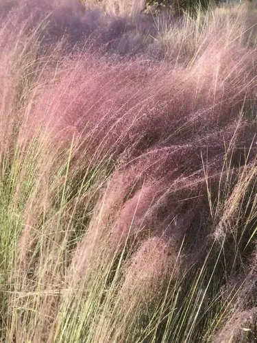 Photo: no rights reserved · CC0 · via iNaturalist pink muhly grass (Muhlenbergia capillaris), photograph