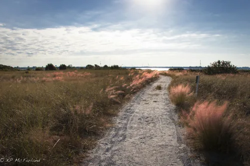 Photo: no rights reserved · cc0 · via iNaturalist Pink Muhly Grass (Muhlenbergia capillaris), photograph