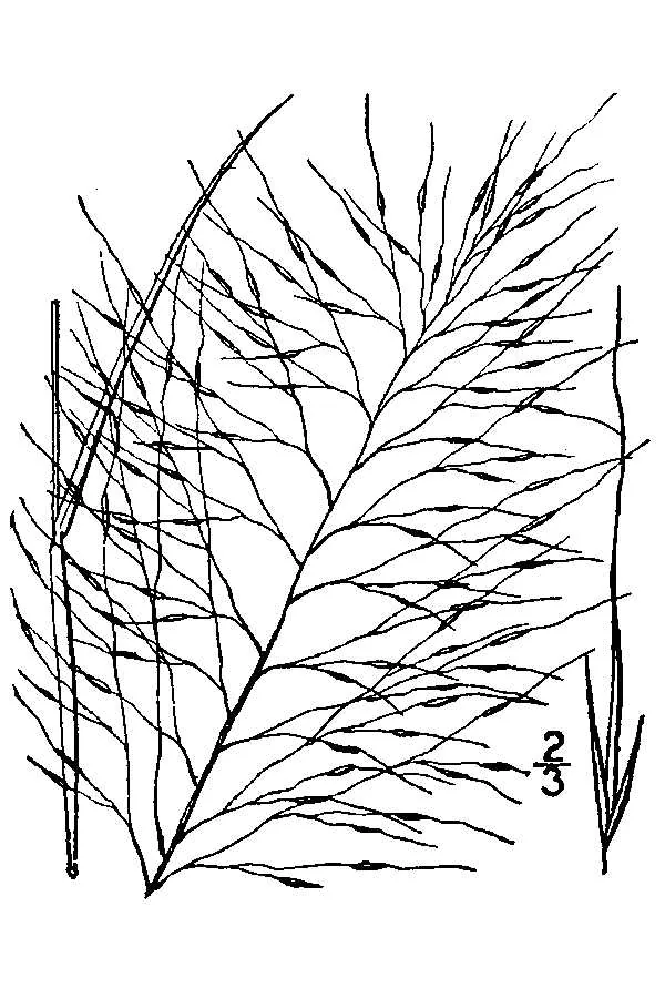 Pink Muhly Grass (Muhlenbergia capillaris), botanical illustration