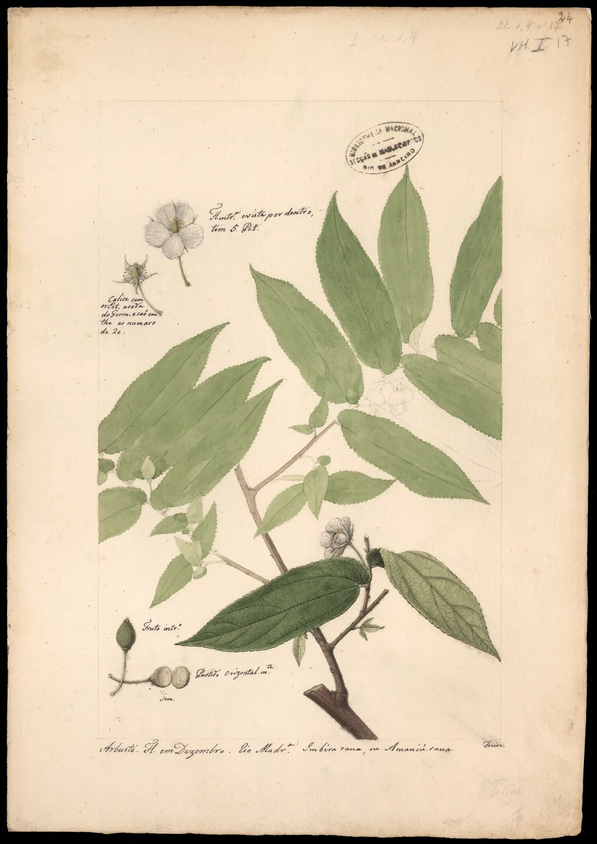 calabur tree (Muntingia calabura), botanical illustration