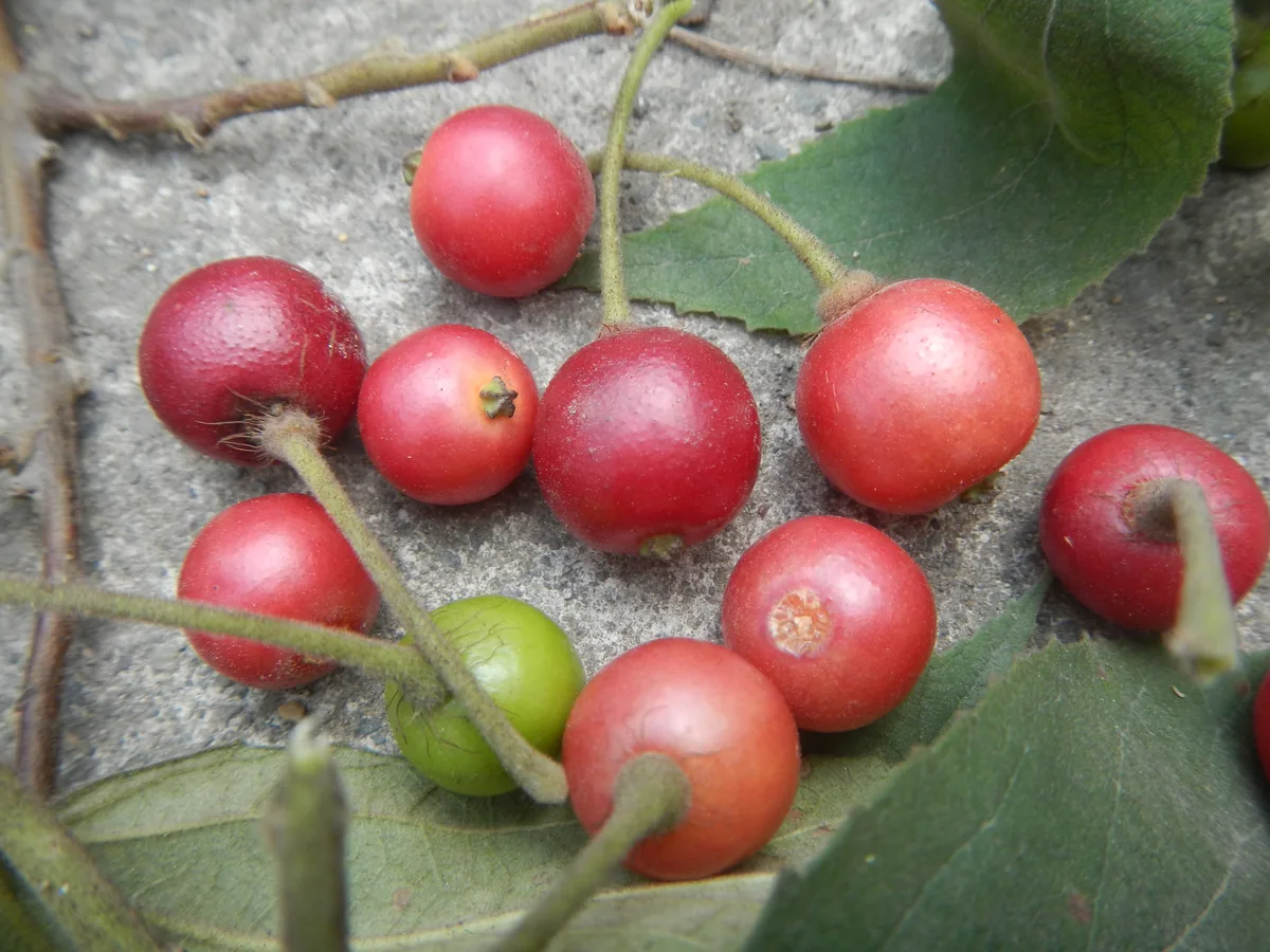 Photo: Judgefloro · CC0 · via Wikimedia Commons calabur tree (Muntingia calabura), photograph