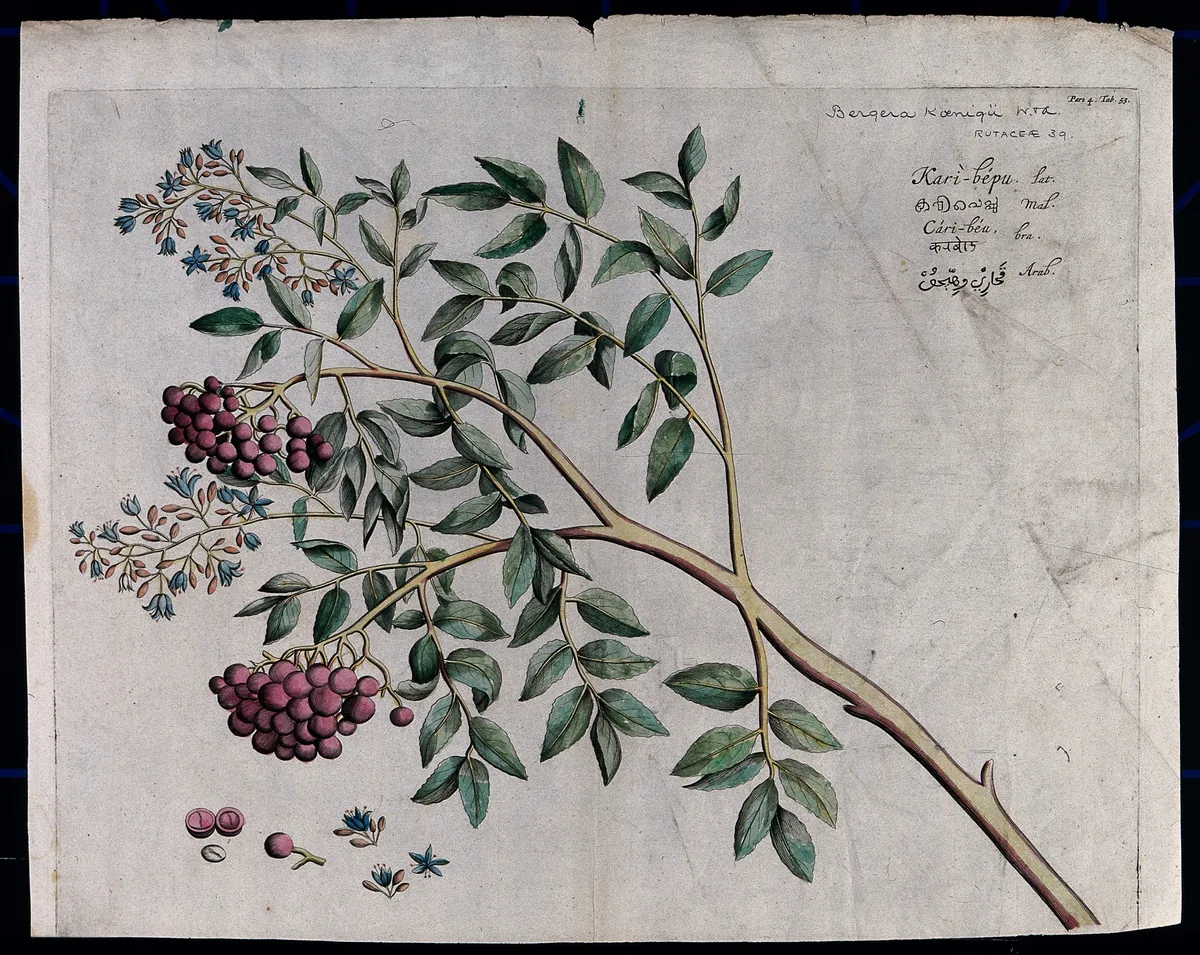 curry leaf (Murraya koenigii), botanical illustration