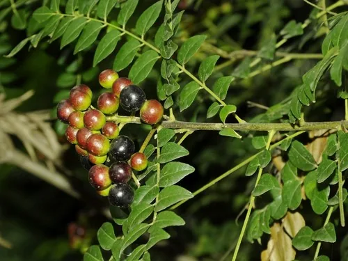 Photo: (c) Subhadra Devi, some rights reserved · CC BY · via iNaturalist curry leaf (Murraya koenigii), photograph